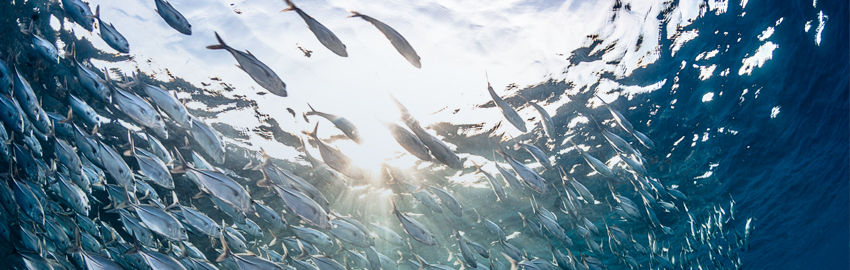 From Phishing to Deepfakes: Social Engineering Risks are Intensifying for Professional Service Firms