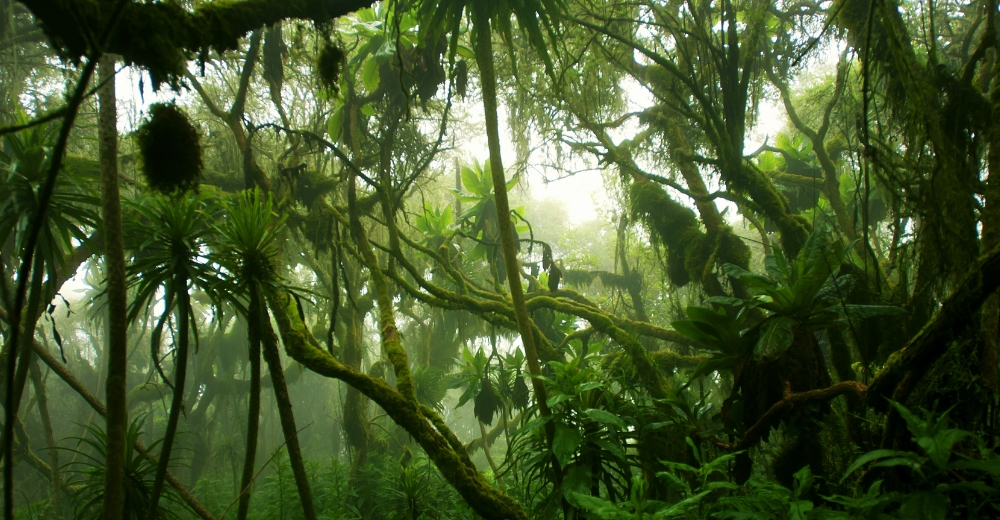 Unlocking the Potential of Nature-Based Solutions: The Insurance Industry's Role in De-risking and Scaling